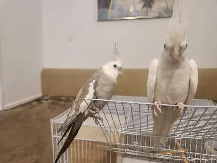 زوج كروان منتج للبيع مع القفص 2