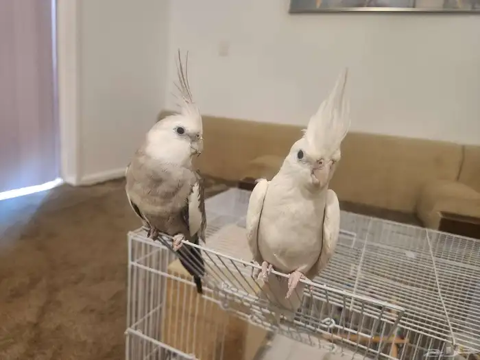 زوج كروان منتج للبيع مع القفص 1