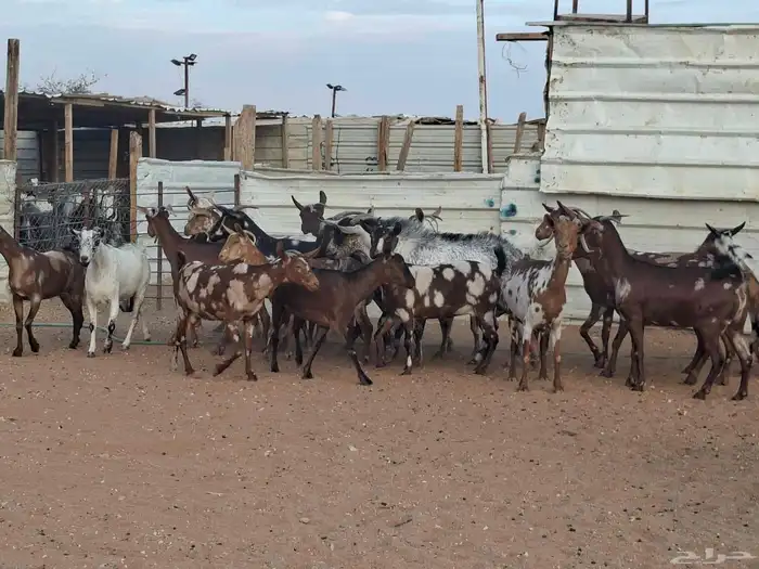 مراح ماعز عمانيات العدد 20 5