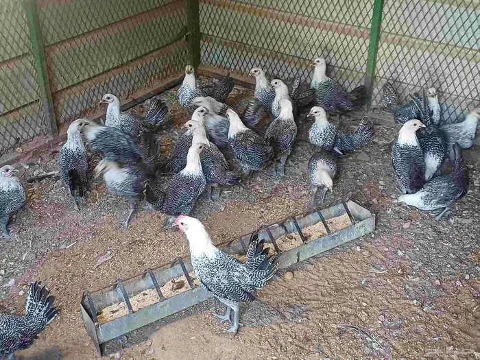 دجاج فيومي العمر 3شهور ونص واخد جميع التحصنات العدد 25 حبه 0