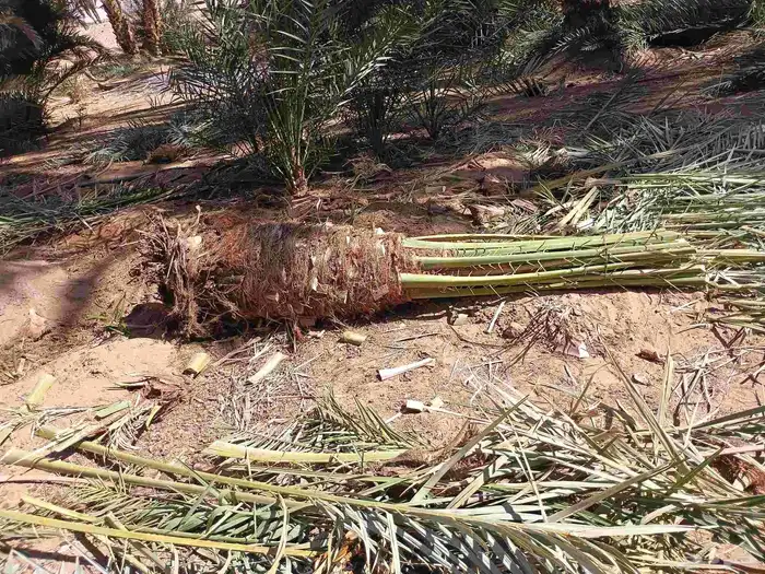 يوجد لدينا نقايل مشكلات 9