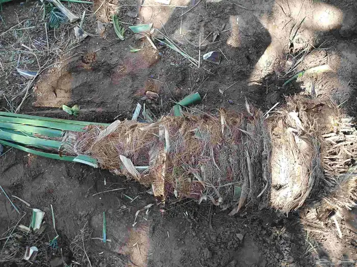 يوجد لدينا نقايل مشكلات 6