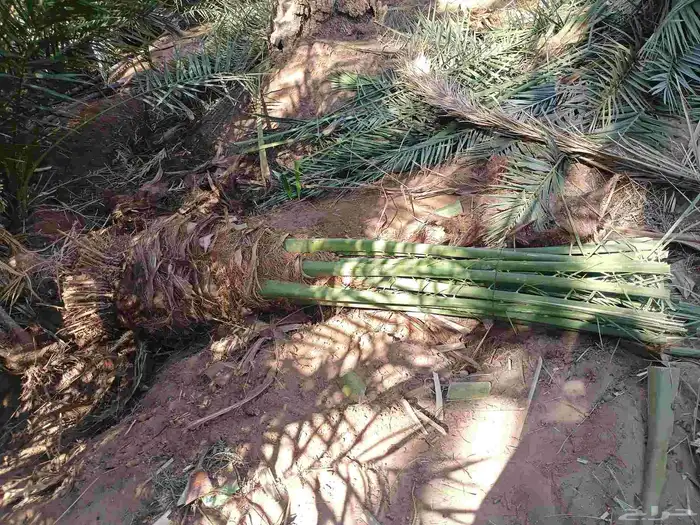 يوجد لدينا نقايل مشكلات 4