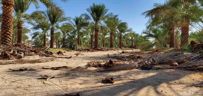 خدمات النخيل العامة والاشجار 2