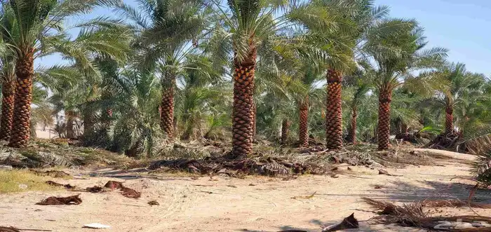 خدمات النخيل العامة والاشجار 3