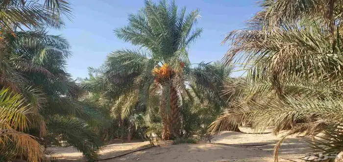 خدمات النخيل العامة والاشجار 8