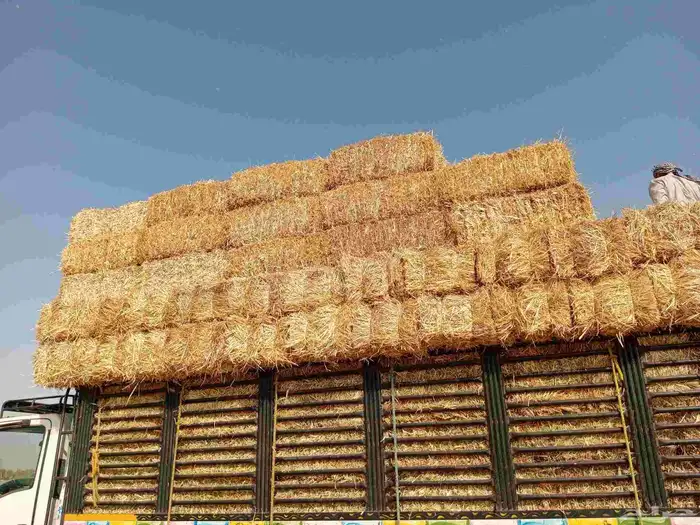 هيبان مع تبن مخلوط ممتاز شد 95 1