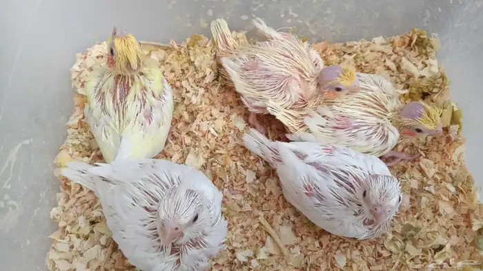 فروخ كروان ( البينو - لتينو ) 0