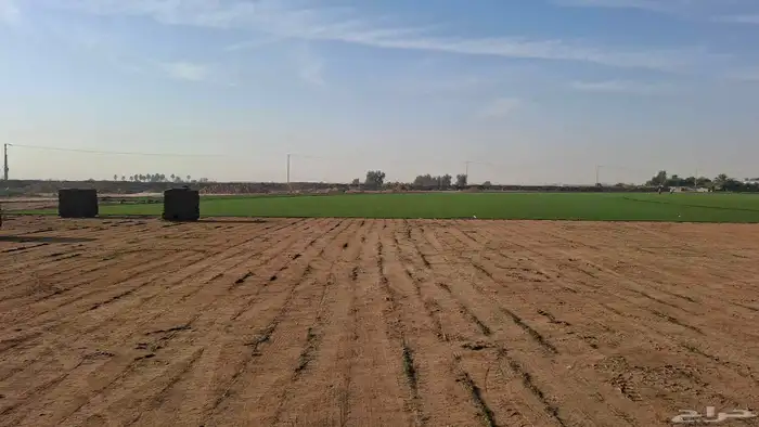 نعمل بتوريد وزرعه ثيل طبيعي ونخيل زينه 1