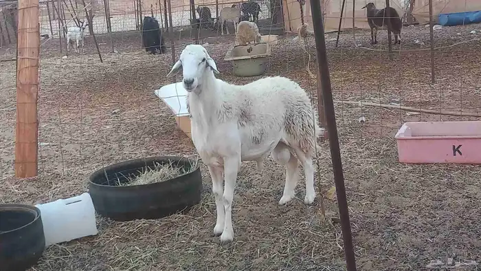 طلي مشروط ضراب 2