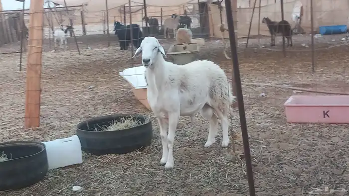 طلي مشروط ضراب 1