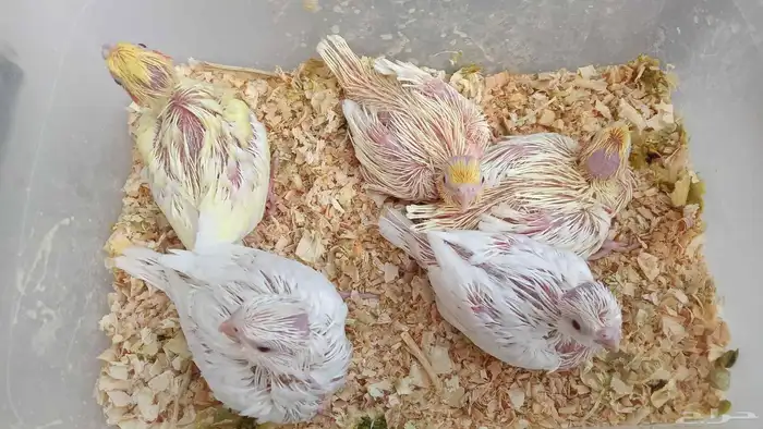 فروخ كروان ( البينو - لتينو ) 2