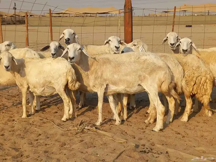 غنم حريات حرش دفيع ومضاريع عددها 10 رؤس 3