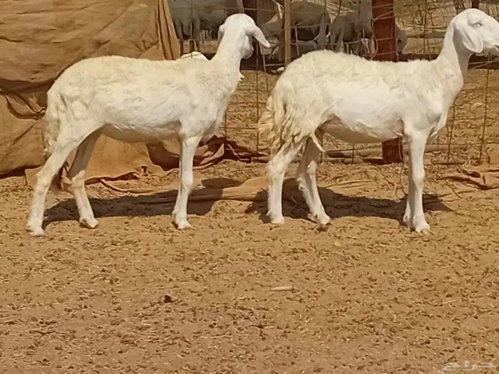 رخال حريت دفيع العدد 2 راس 4