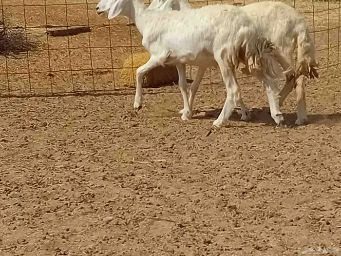 رخال حريت دفيع العدد 2 راس 6