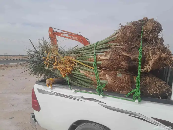 سلام عليكم ورحمة الله وبركاته نخل البيع 2