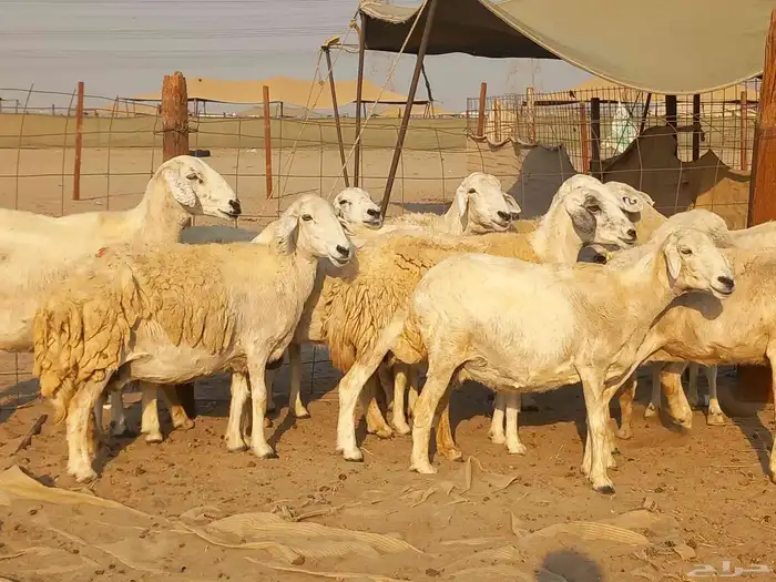 غنم حريات حرش دفيع ومضاريع عددها 10 رؤس 2