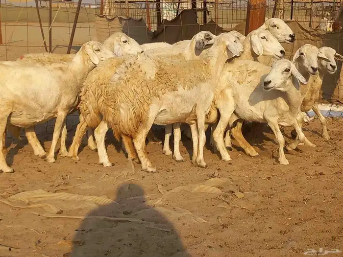 غنم حريات حرش دفيع ومضاريع عددها 10 رؤس 9