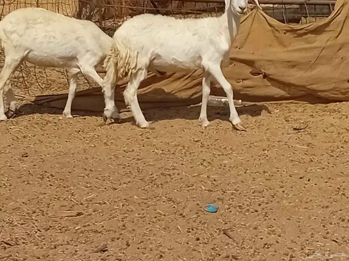 رخال حريت دفيع العدد 2 راس 2