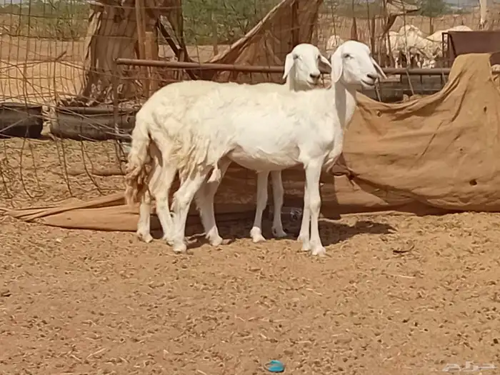 رخال حريت دفيع العدد 2 راس 0