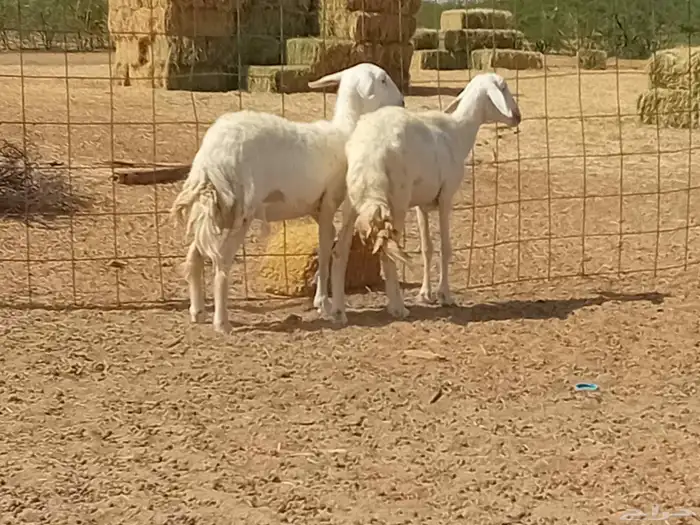 رخال حريت دفيع العدد 2 راس 8