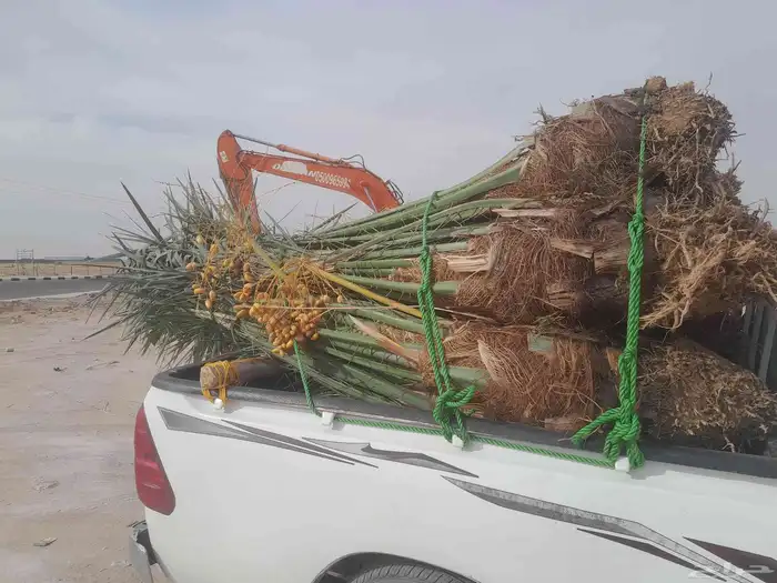 سلام عليكم ورحمة الله وبركاته نخل البيع 0