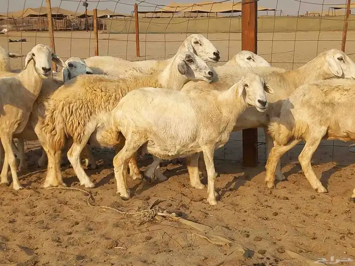 غنم حريات حرش دفيع ومضاريع عددها 10 رؤس 0