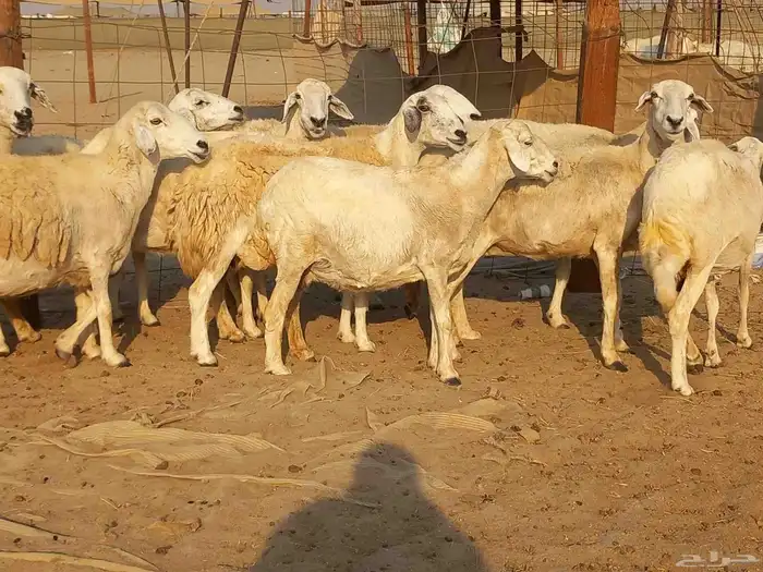 غنم حريات حرش دفيع ومضاريع عددها 10 رؤس 8