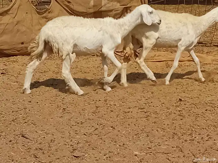 رخال حريت دفيع العدد 2 راس 7