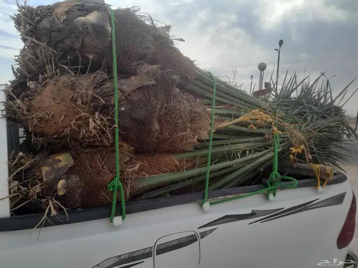 سلام عليكم ورحمة الله وبركاته نخل البيع 1