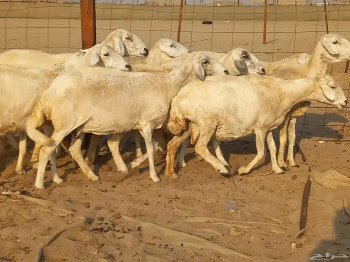 غنم حريات حرش دفيع ومضاريع عددها 10 رؤس 7