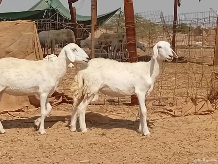 رخال حريت دفيع العدد 2 راس 3