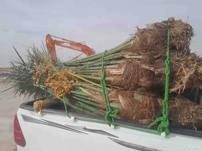 سلام عليكم ورحمة الله وبركاته نخل البيع 4