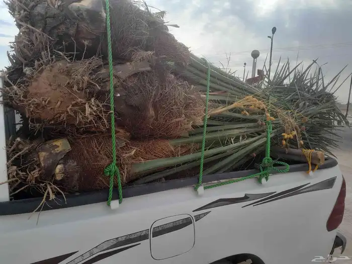 سلام عليكم ورحمة الله وبركاته نخل البيع 3