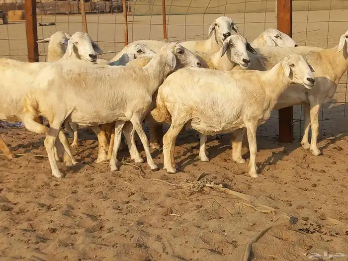 غنم حريات حرش دفيع ومضاريع عددها 10 رؤس 1