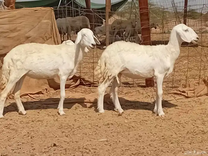 رخال حريت دفيع العدد 2 راس 5