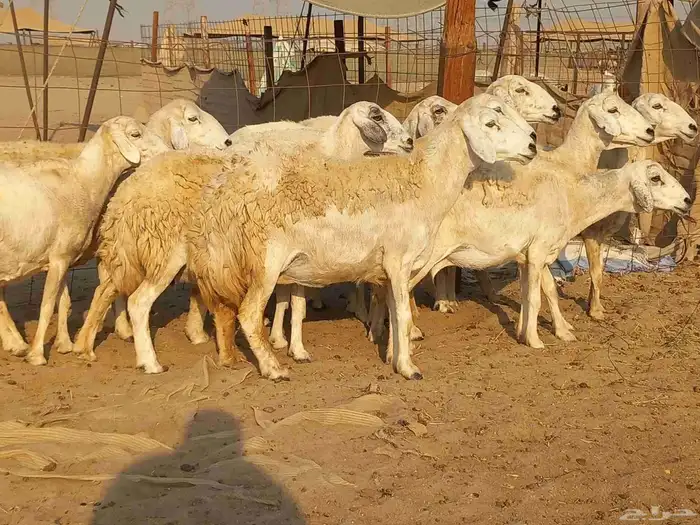 غنم حريات حرش دفيع ومضاريع عددها 10 رؤس 4