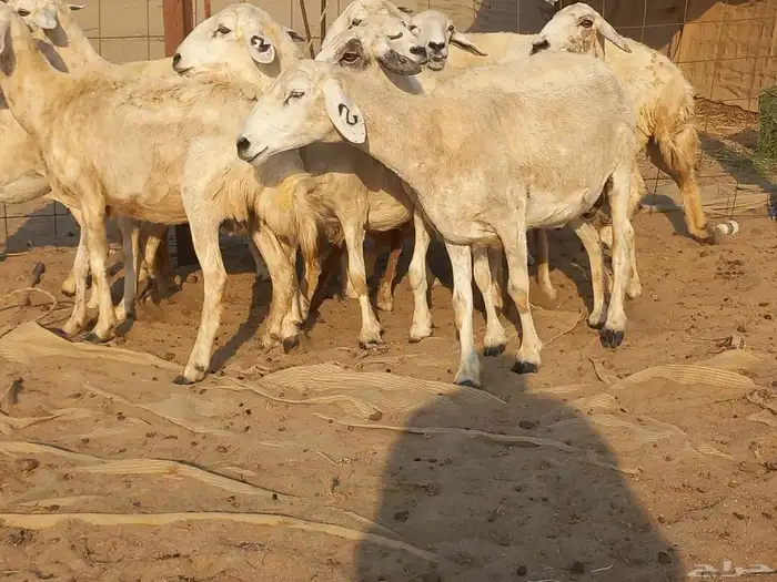 غنم حريات حرش دفيع ومضاريع عددها 10 رؤس 6