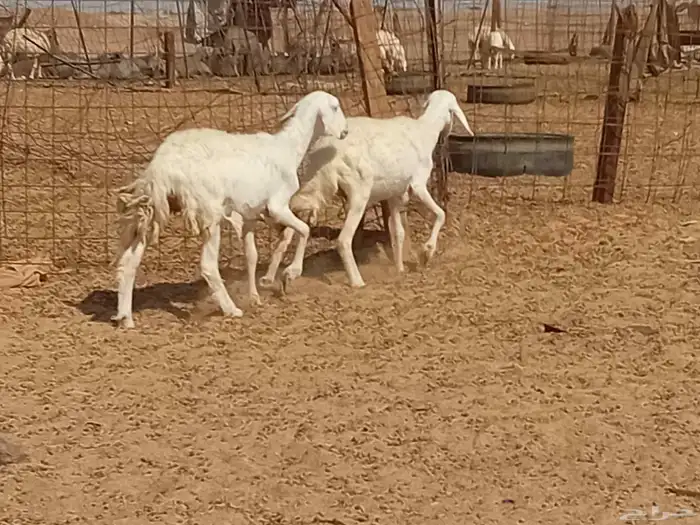 رخال حريت دفيع العدد 2 راس 9