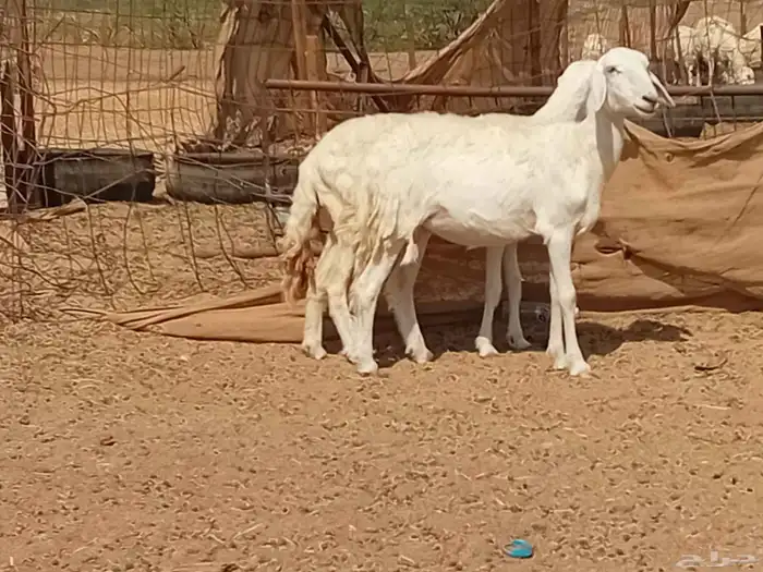 رخال حريت دفيع العدد 2 راس 1