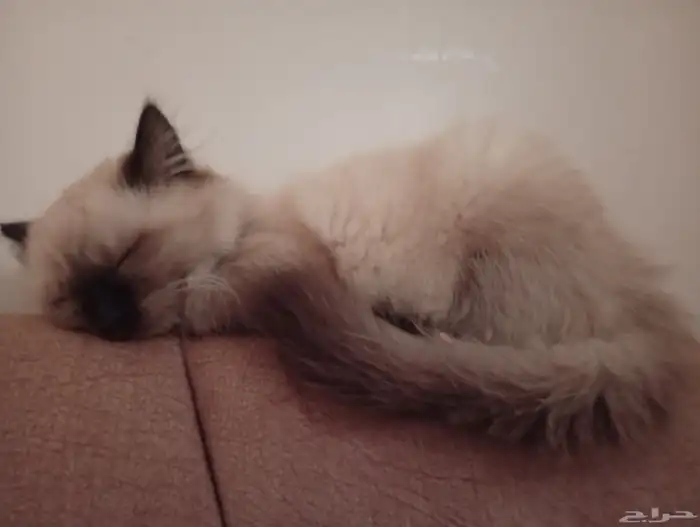 قطة هيمالايا عمرها 4 أشهر للبيع بسعر 100 ريال 2