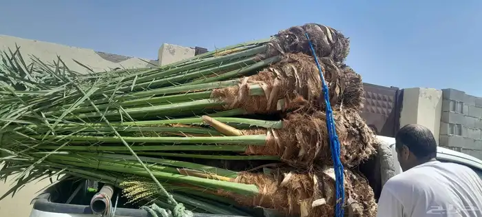 السلام عليكم ورحمه الله وبركاته عندنا نخل طيب متواجد في مكه 1