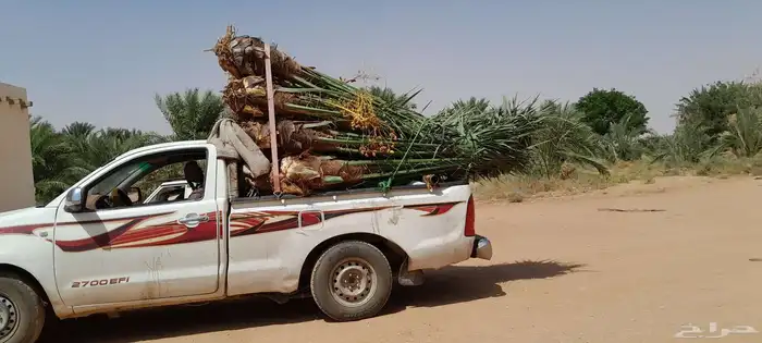 السلام عليكم ورحمه الله وبركاته عندنا نخل طيب متواجد في مكه 9