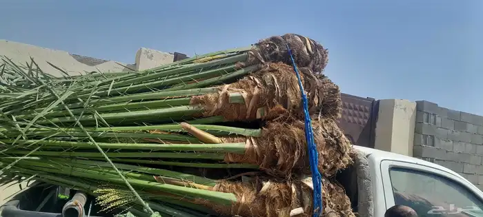 السلام عليكم ورحمه الله وبركاته عندنا نخل طيب متواجد في مكه 0