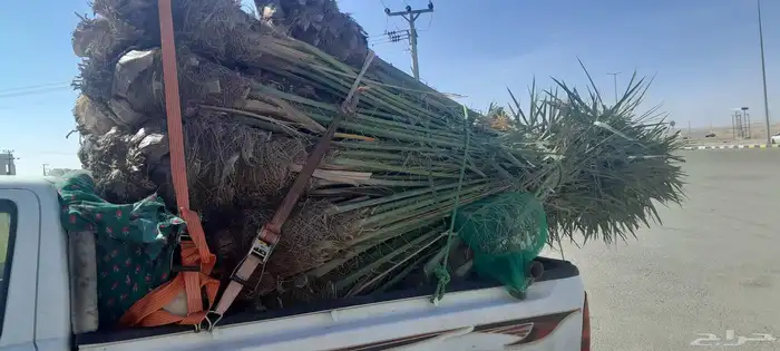 السلام عليكم ورحمه الله وبركاته عندنا نخل طيب متواجد في مكه 3