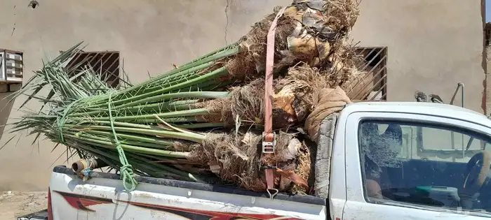 السلام عليكم ورحمه الله وبركاته عندنا نخل طيب متواجد في مكه 6