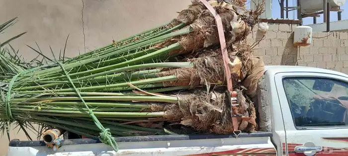 السلام عليكم ورحمه الله وبركاته عندنا نخل طيب متواجد في مكه 7