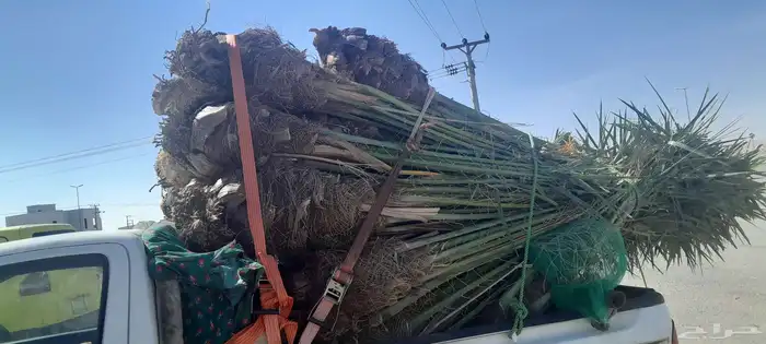 السلام عليكم ورحمه الله وبركاته عندنا نخل طيب متواجد في مكه 5