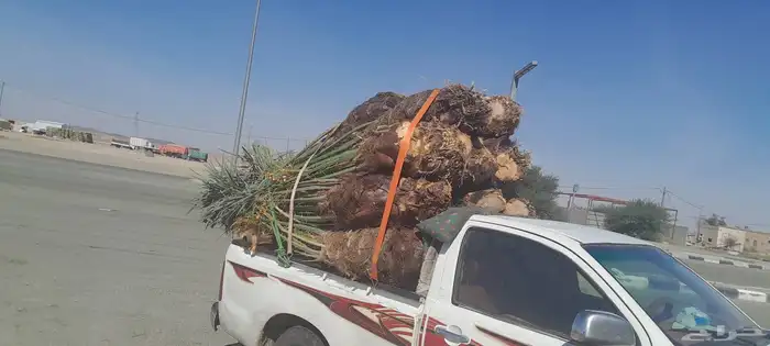 السلام عليكم ورحمه الله وبركاته عندنا نخل طيب متواجد في مكه 4