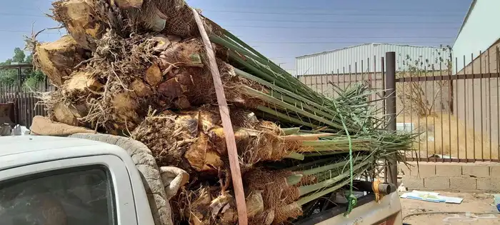 السلام عليكم ورحمه الله وبركاته عندنا نخل طيب متواجد في مكه 8